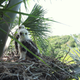 Two hawk nestlings high among the palm fronds in their nest